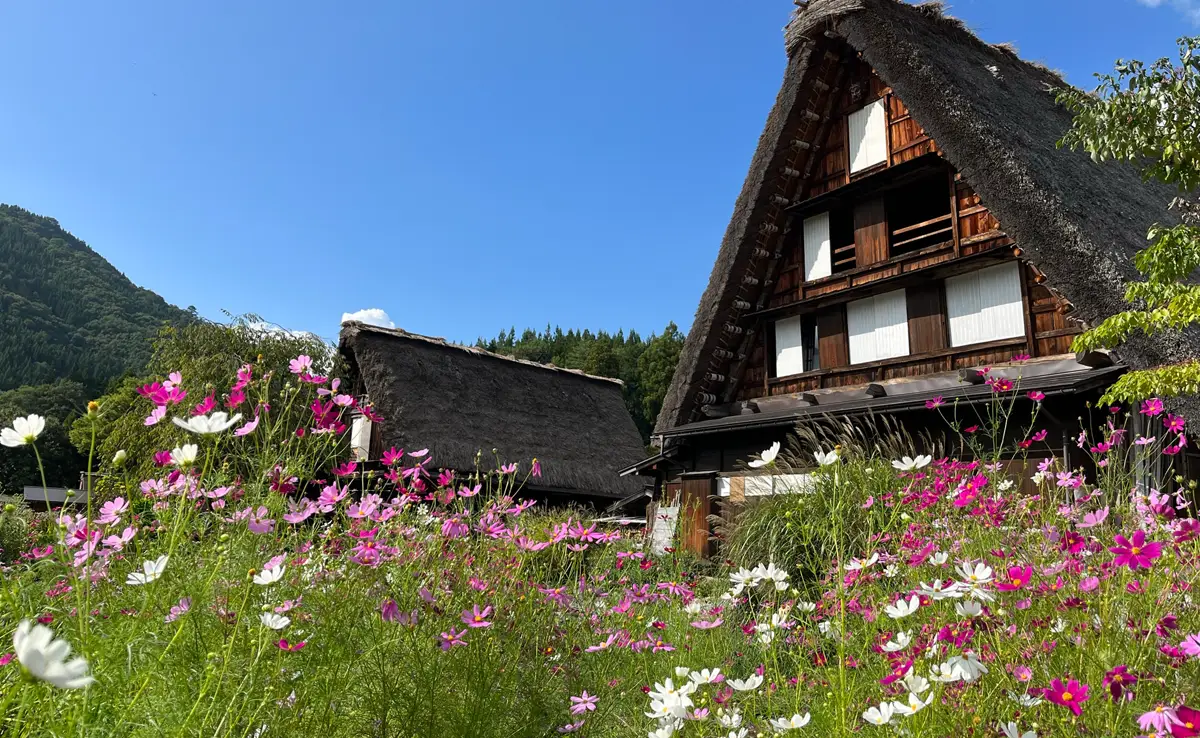 合掌造りの家屋とコスモス畑